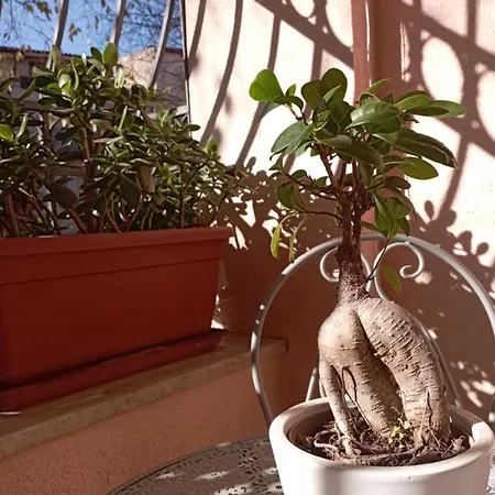 Il Portico Rosa Lägenhet *